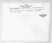 Ramularia grevilleana image
